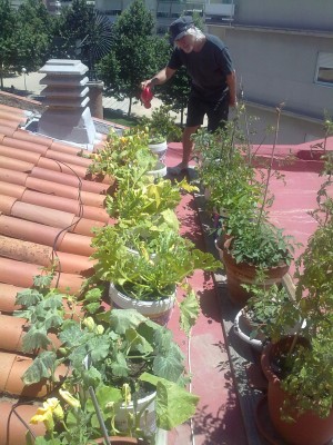 lineas de tomateras, calabaceras y meloneras en mis plantaciones del sureste de mi finca (bueno, de mi churri)