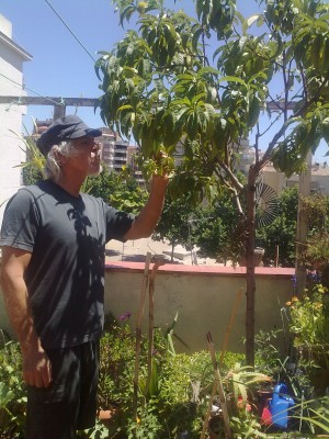 plantaciones de melocotoneros (bueno, uno solo) en una vieja bañera