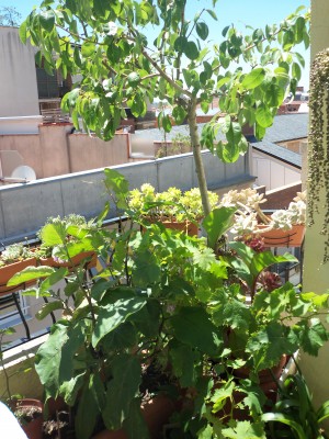 Plantaciones del sur. Peral. &quot;Bajo mi peral&quot; suelo cenar en verano y filosofar mucho. (&quot;Bajo mi peral&quot; y &quot;bajo mi parecer&quot; suenan igual en catalán, así que...)